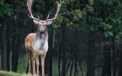 Wildunfall: Benötige ich einen Gutachter?